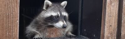 Auf dem Bild sieht man Waschbär Raymundo, der aus einem Holzverschlag guckt. Dieser gehört zu einer der Waschbärenhütten in seinem neuen Zuhause.