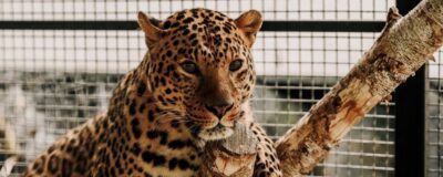 Leopard Brave im Gehege des Zoos Kiew.