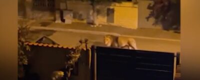 Zirkuslöwe Kimba streift nachts alleine durch die Straßen einer italienischen Stadt.