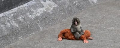 Japanmakake Punch sitzt auf einem Affenkuscheltier