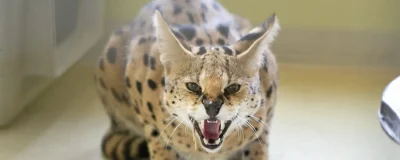 Ein Serval faucht den betrachtenden Menschen an.